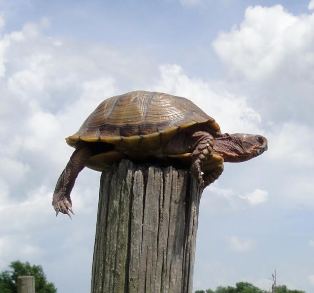 A Turtle on a Fence Post